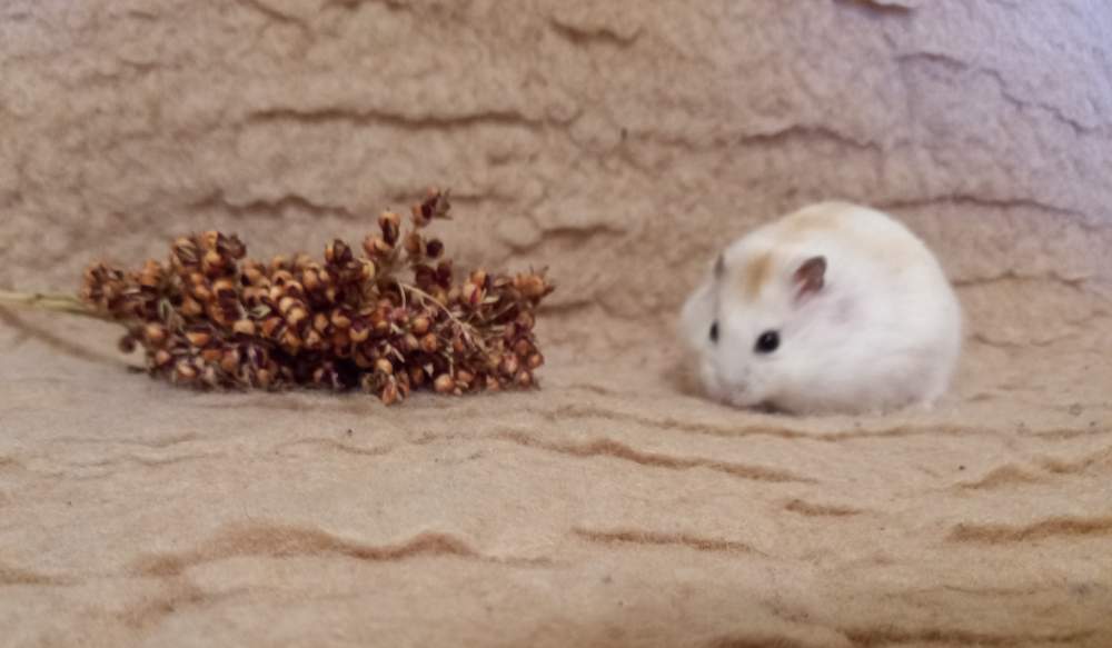 Winter white dwarf hamster Breeder Phodopus sungorus sungorus 