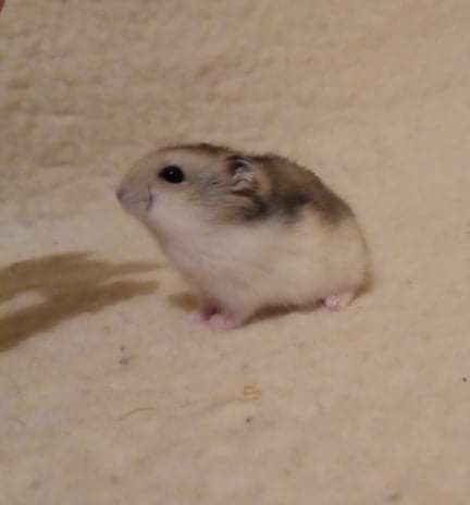 Winter white dwarf hamster Rehomed Phodopus sungorus sungorus 