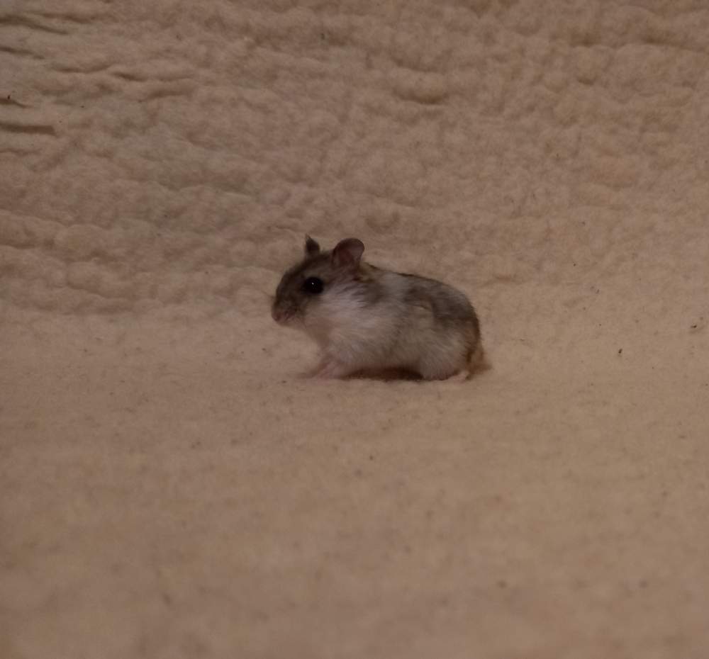 Winter white dwarf hamster Breeder Phodopus sungorus sungorus 