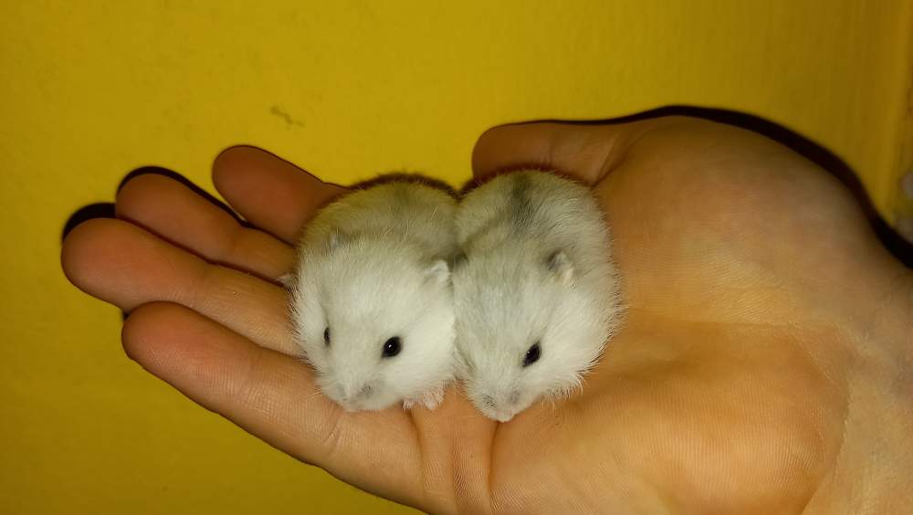 Winter white dwarf hamster Rehomed Phodopus sungorus sungorus 