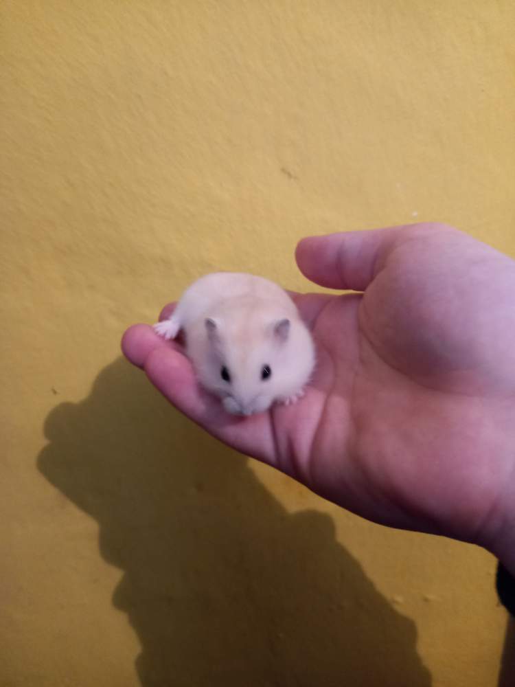 Winter white dwarf hamster Rehomed Phodopus sungorus sungorus 