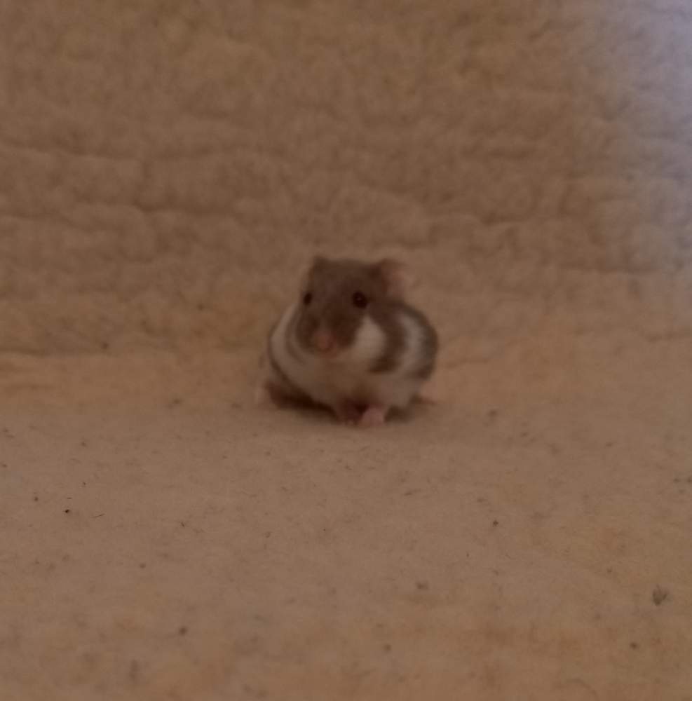 Winter white dwarf hamster Breeder Phodopus sungorus sungorus 