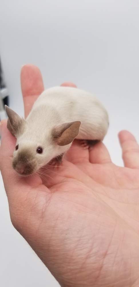 Fancy mouse Deceased Mus musculus United States, Denver