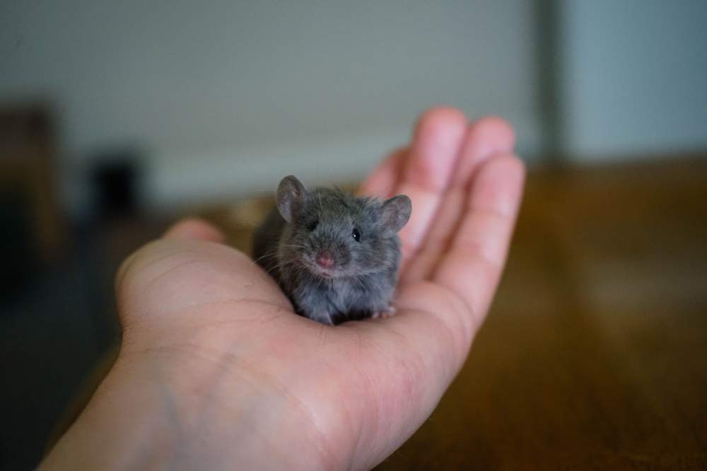 Fancy mouse Deceased Mus musculus United States, Denver