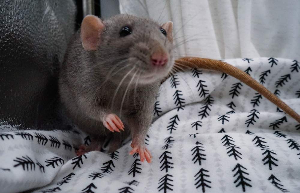 Fancy rat Breeder Rattus norvegicus United States, Denver