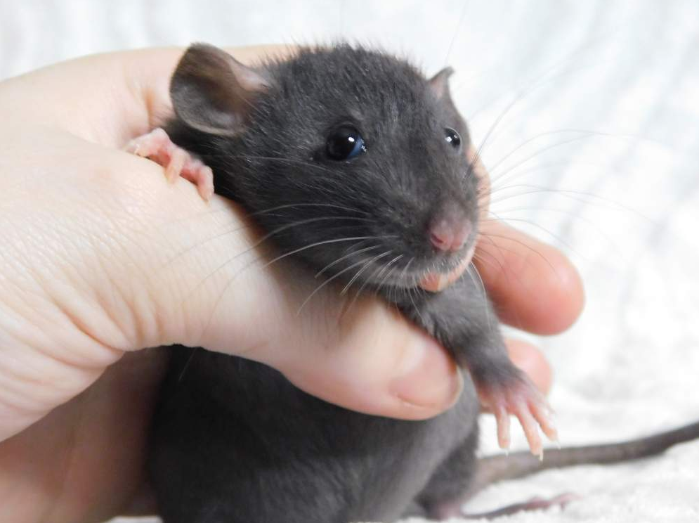 Fancy rat Owned by other Rattus norvegicus 