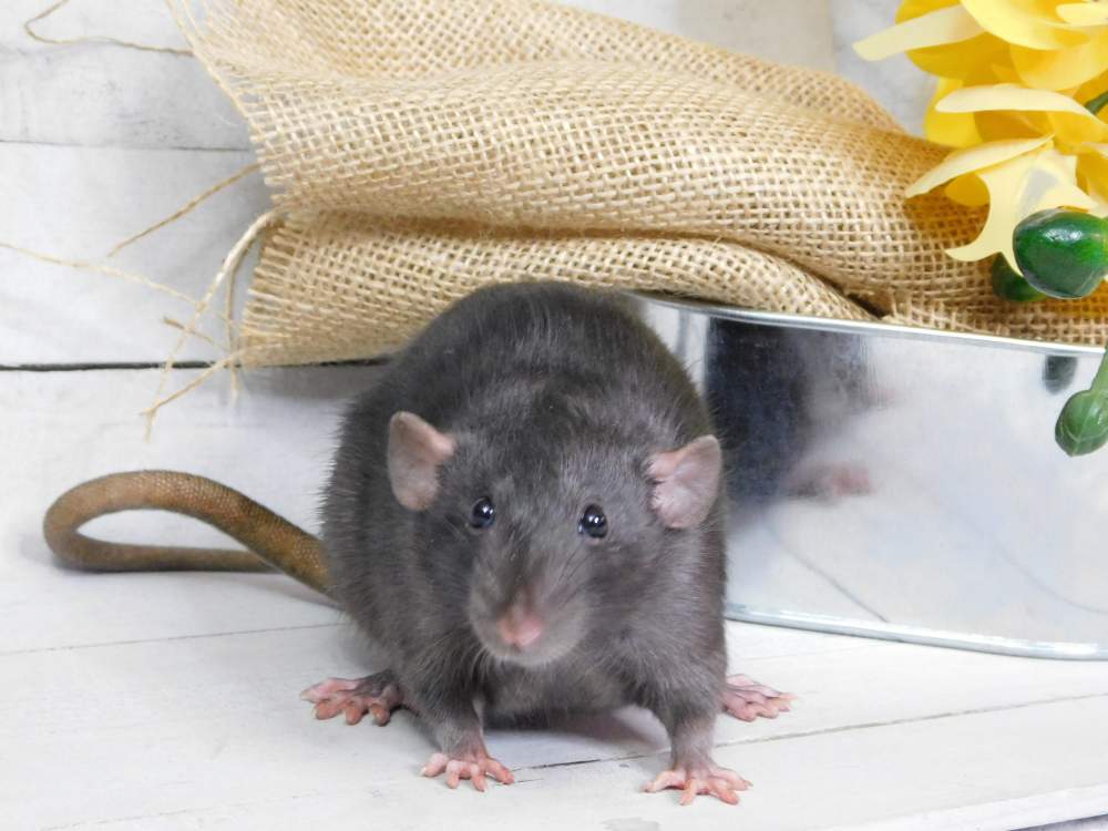 Fancy rat Owned by other Rattus norvegicus 