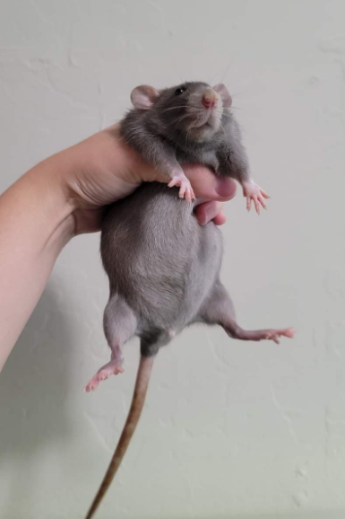 Fancy rat Owned by other Rattus norvegicus 