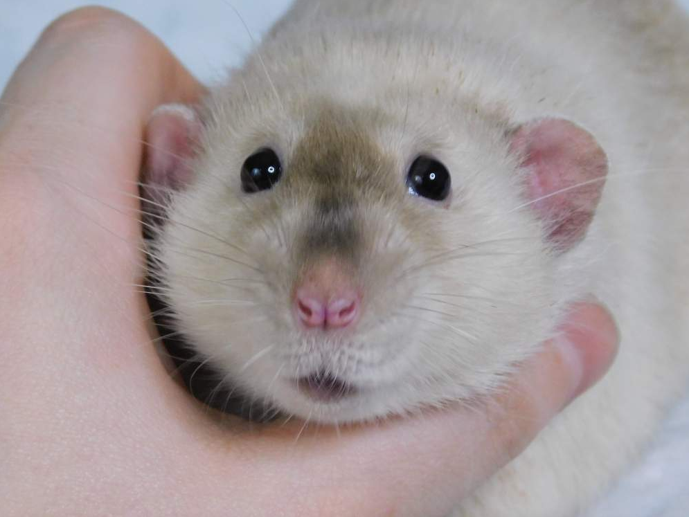 Fancy rat Owned by other Rattus norvegicus 