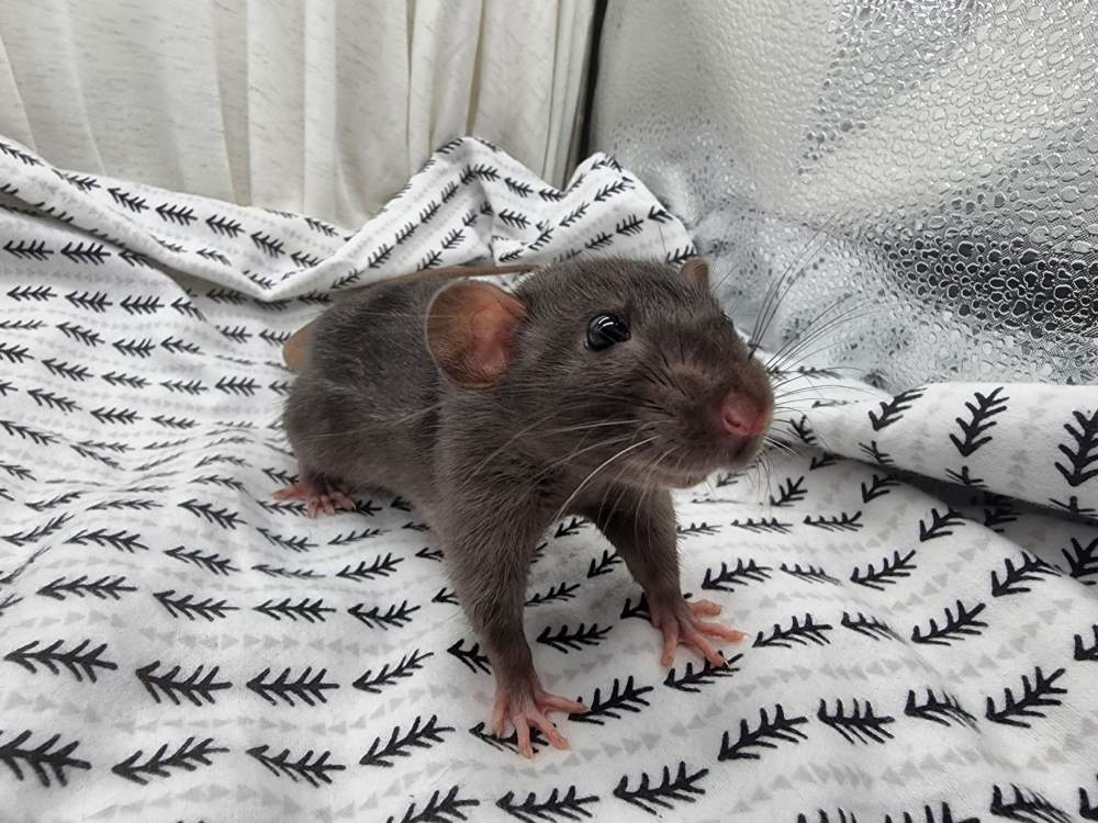 Fancy rat Owned by other Rattus norvegicus 