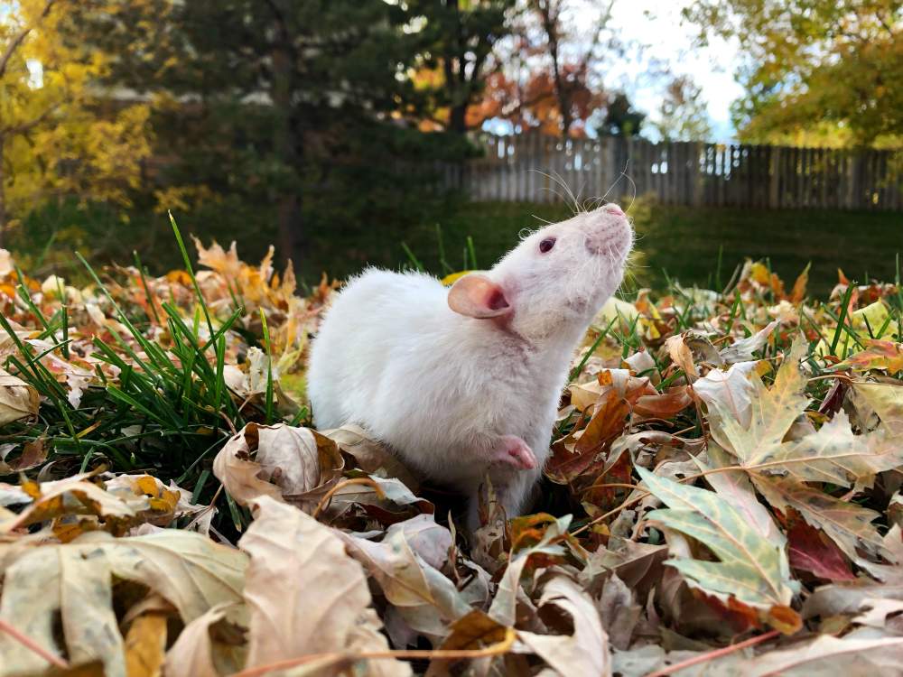 Fancy rat Owned by other Rattus norvegicus 