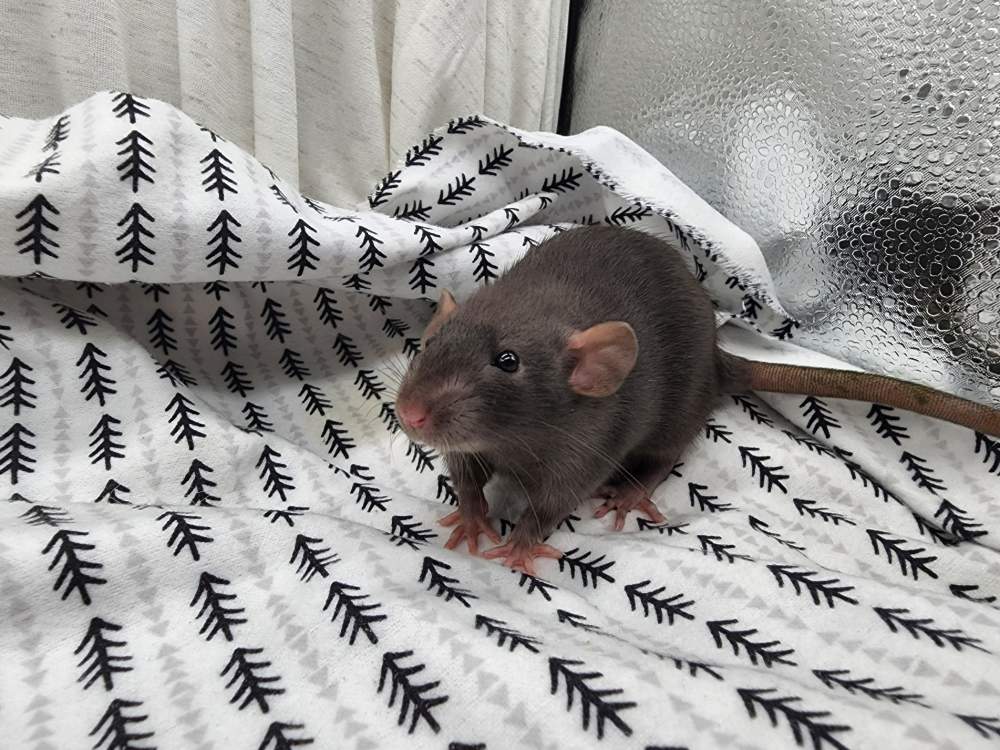 Fancy rat Owned by other Rattus norvegicus 