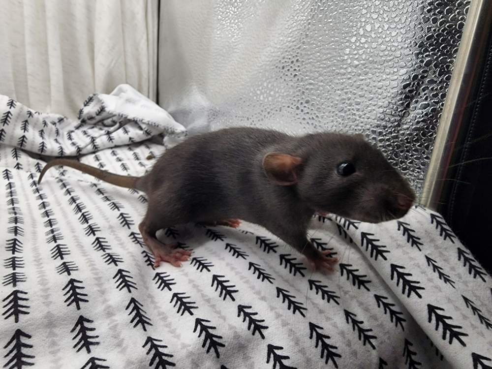 Fancy rat Owned by other Rattus norvegicus 