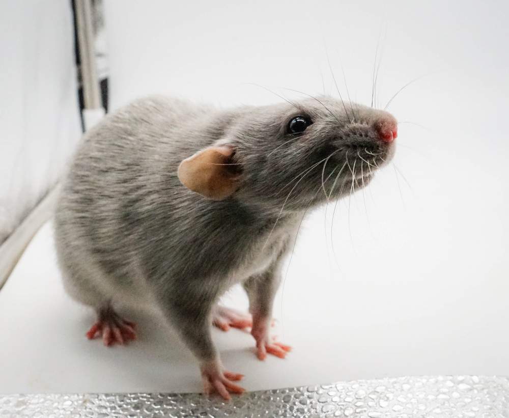 Fancy rat Retired Rattus norvegicus United States, Denver