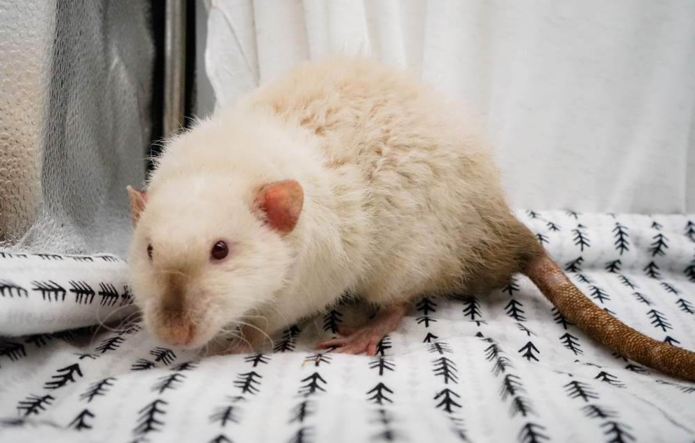 Fancy rat Breeder Rattus norvegicus 