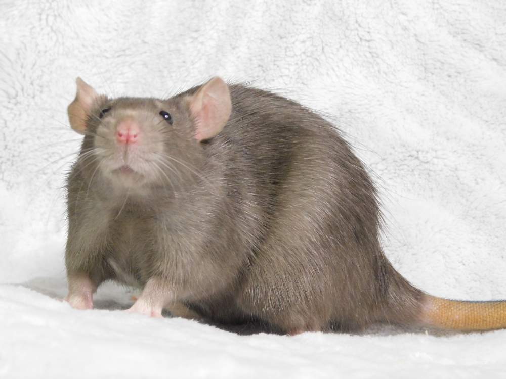 Fancy rat Owned by other Rattus norvegicus 