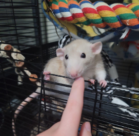 Fancy rat Owned by other Rattus norvegicus 