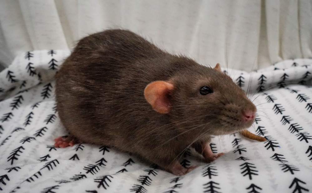 Fancy rat Breeder Rattus norvegicus United States, Denver