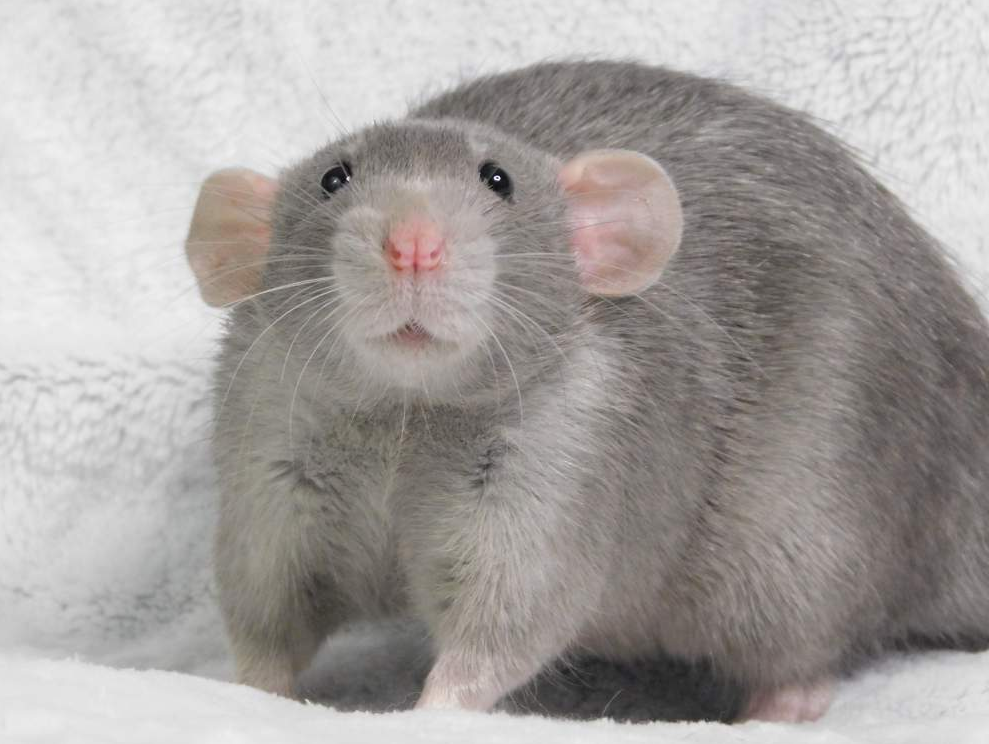 Fancy rat Owned by other Rattus norvegicus 