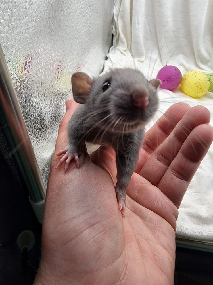 Fancy rat Rehomed Rattus norvegicus United States, Denver