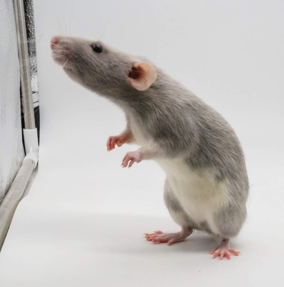 Fancy rat Pet only Rattus norvegicus United States, Denver