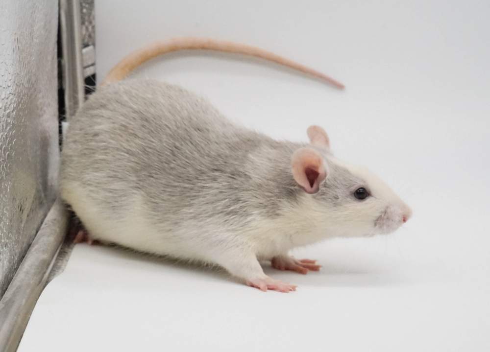 Fancy rat Pet only Rattus norvegicus United States, Denver