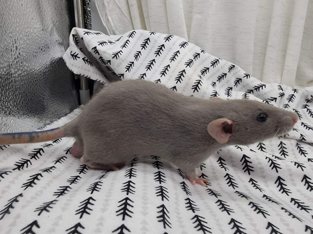 Fancy rat Owned by other Rattus norvegicus 