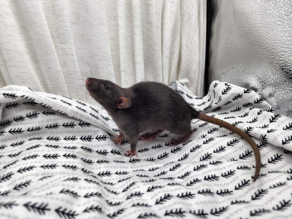 Fancy rat Owned by other Rattus norvegicus 