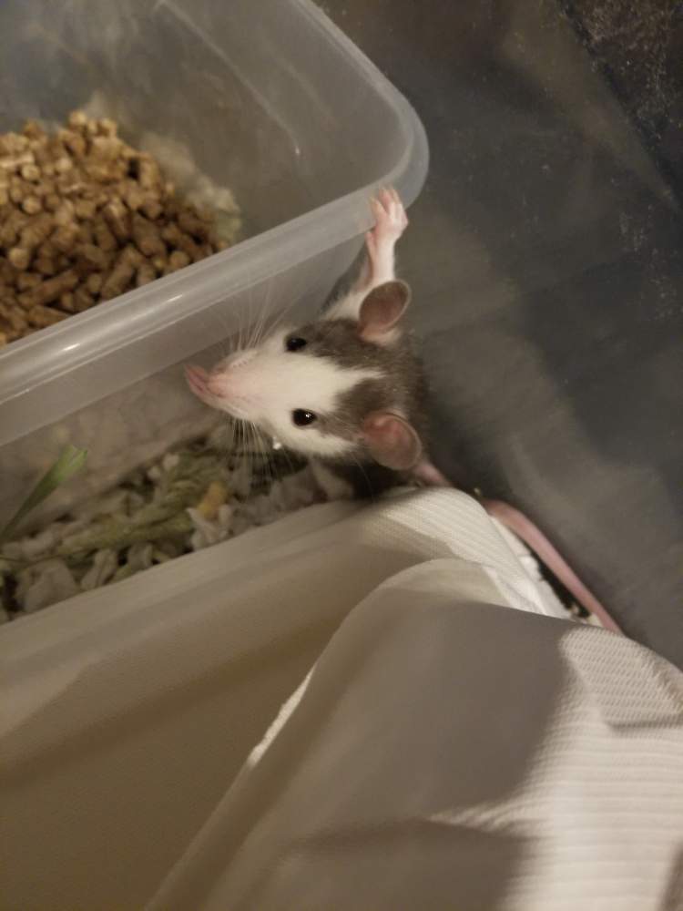 Fancy rat Deceased Rattus norvegicus United States, Denver