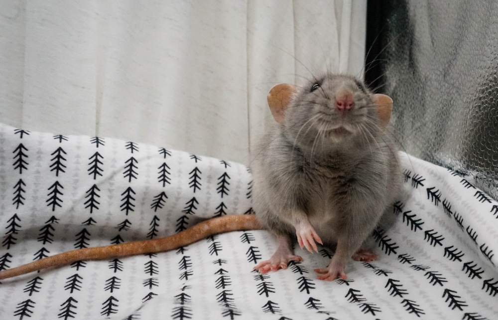 Fancy rat Breeder Rattus norvegicus United States, Denver