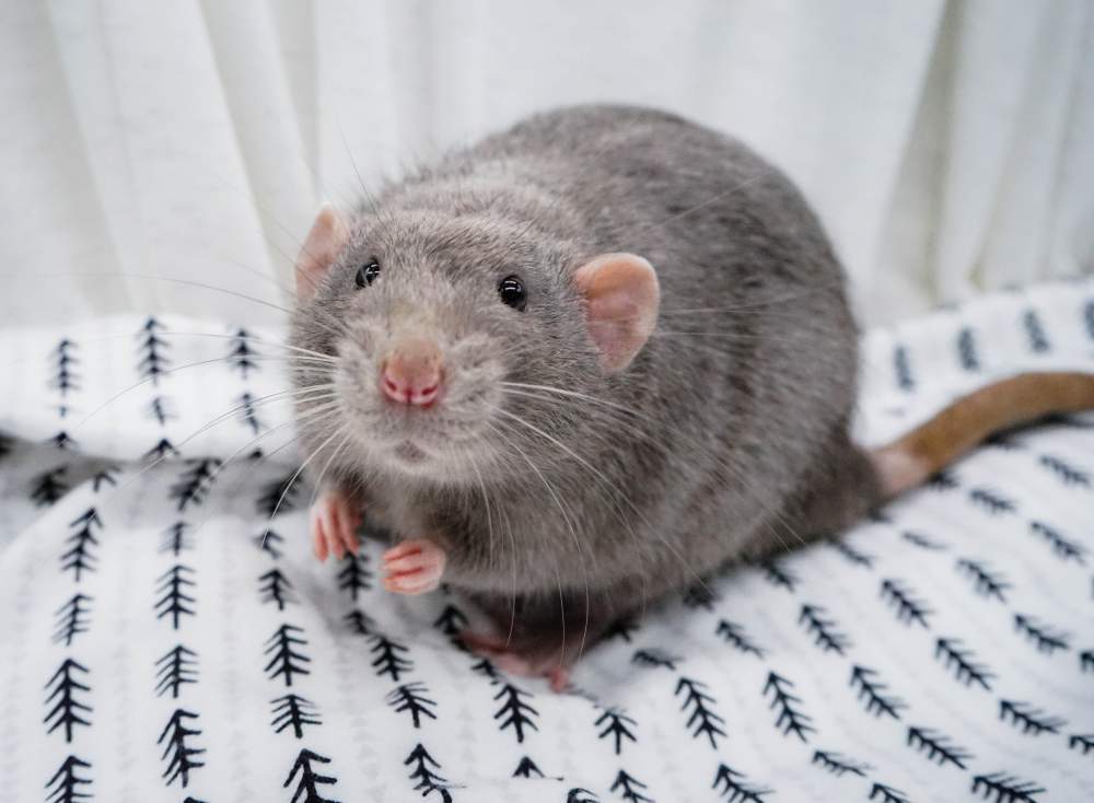 Fancy rat Breeder Rattus norvegicus United States, Denver