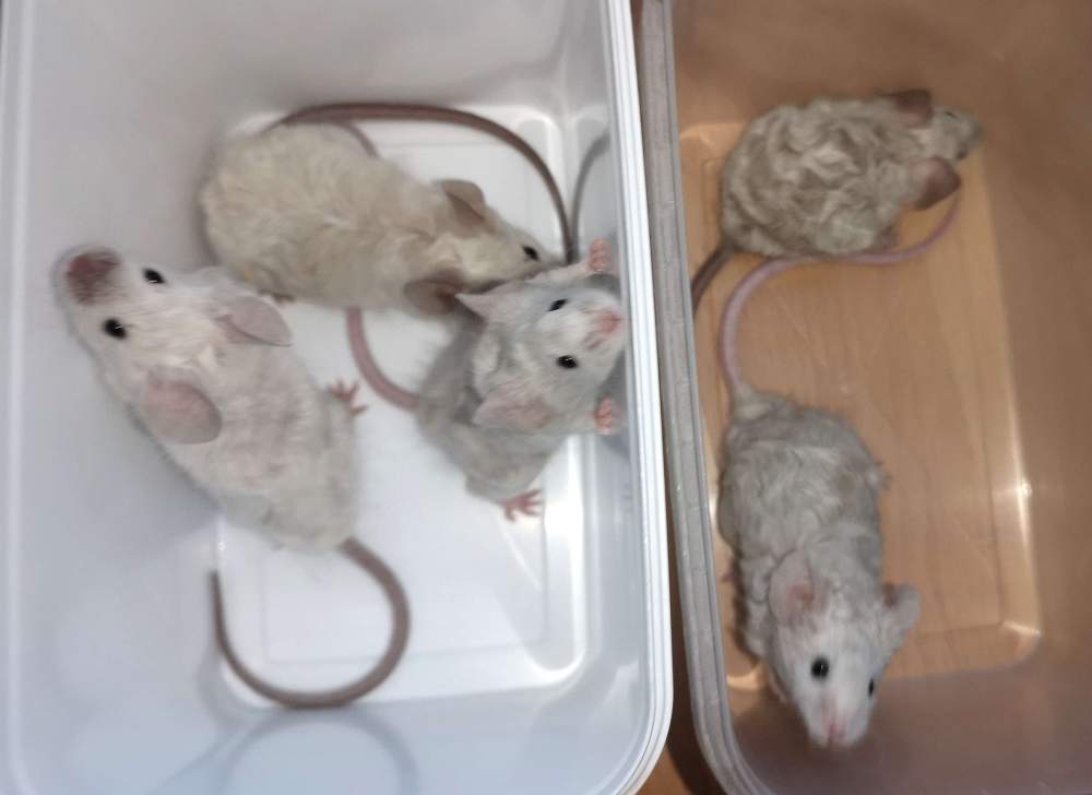 Fancy mouse Pet only Mus musculus 