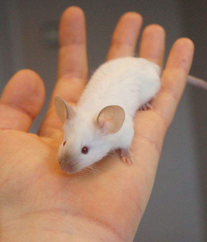 Fancy mouse Rehomed Mus musculus 