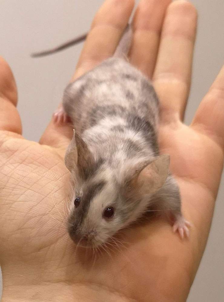 Fancy mouse Breeder Mus musculus 