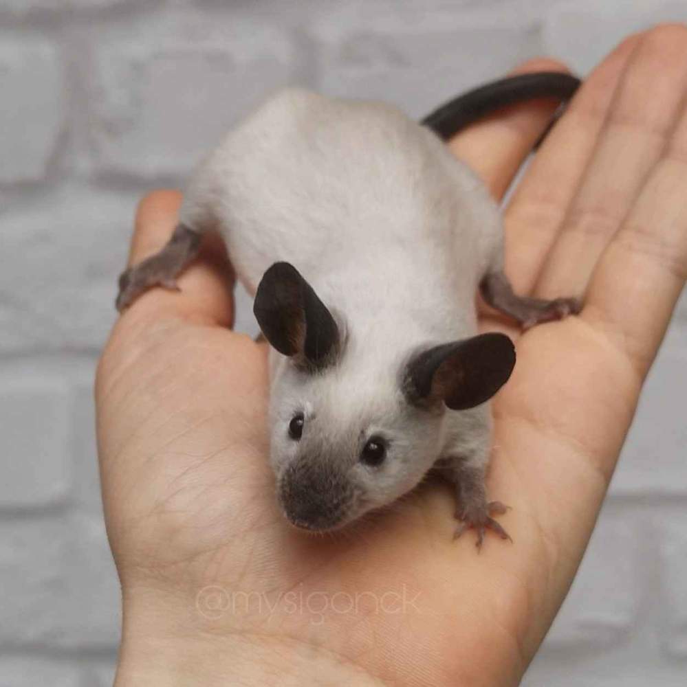 Fancy mouse Rehomed Mus musculus 