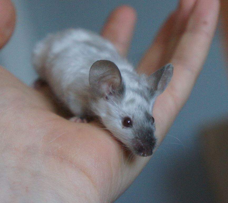 Fancy mouse Rehomed Mus musculus 