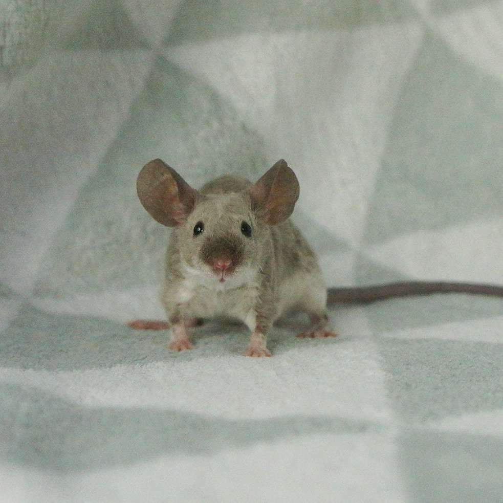 Fancy mouse Breeder Mus musculus 