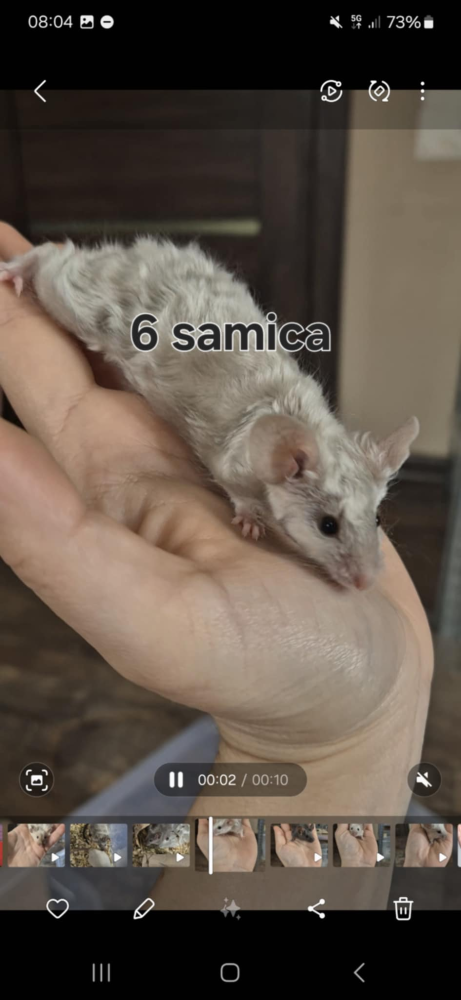 Fancy mouse Rehomed Mus musculus 