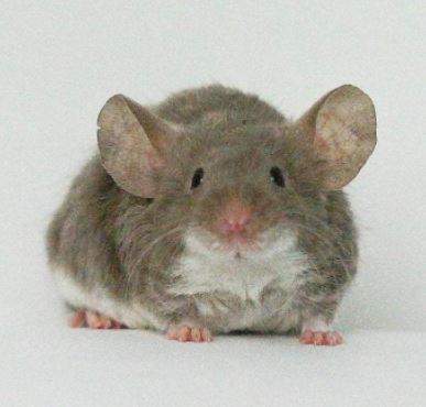 Fancy mouse Retired Mus musculus 