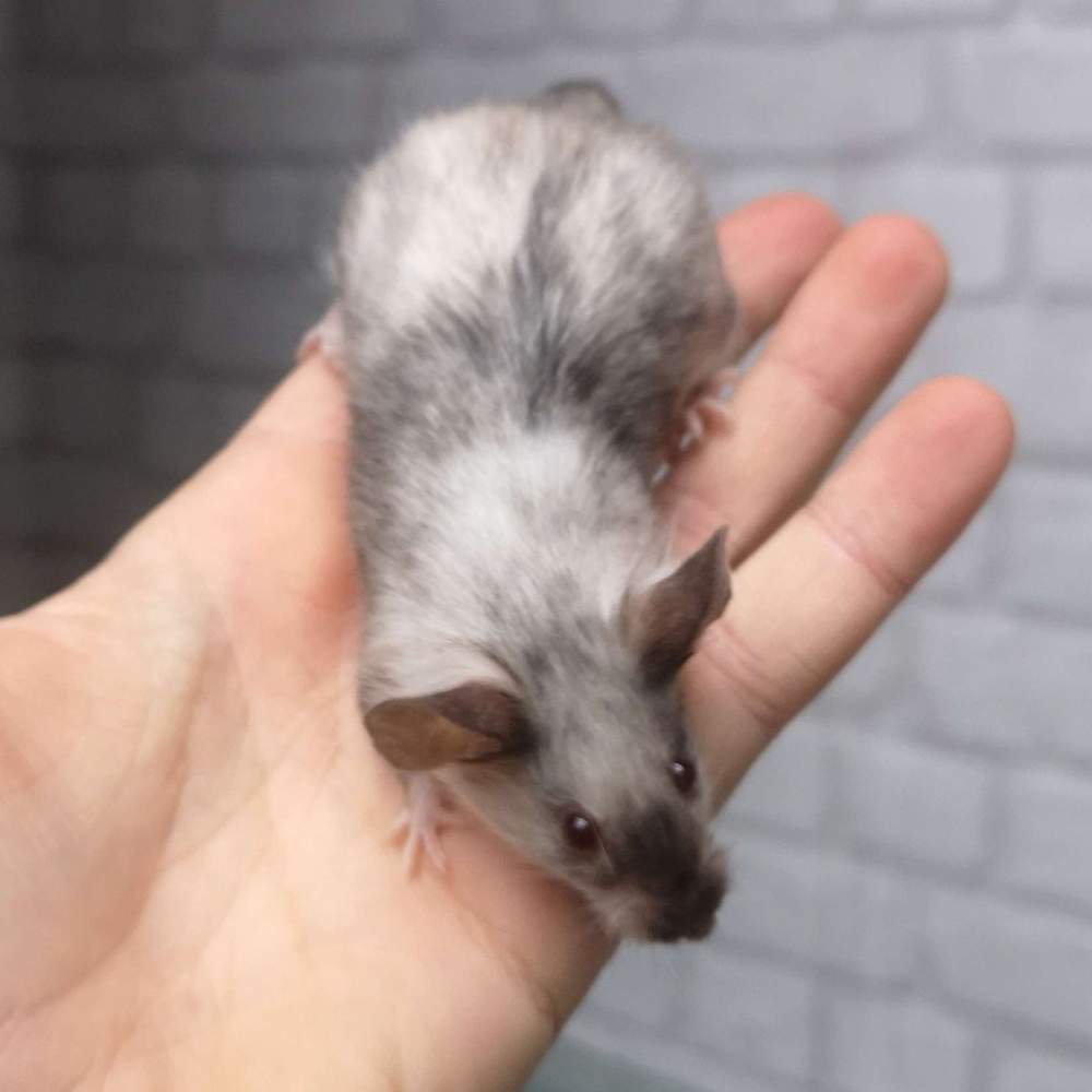 Fancy mouse Breeder Mus musculus 