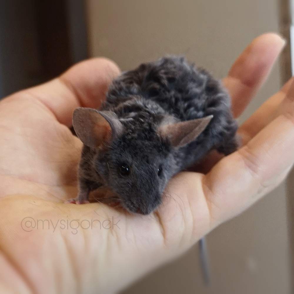 Fancy mouse Pet only Mus musculus 