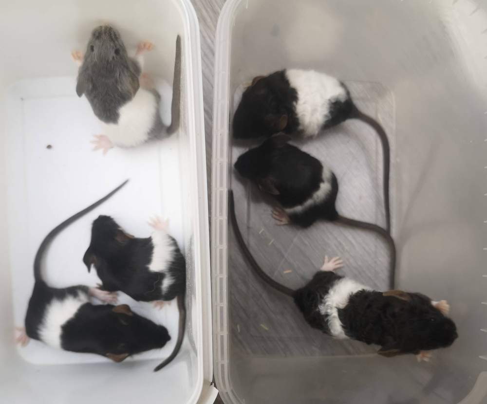 Fancy mouse Breeder Mus musculus 