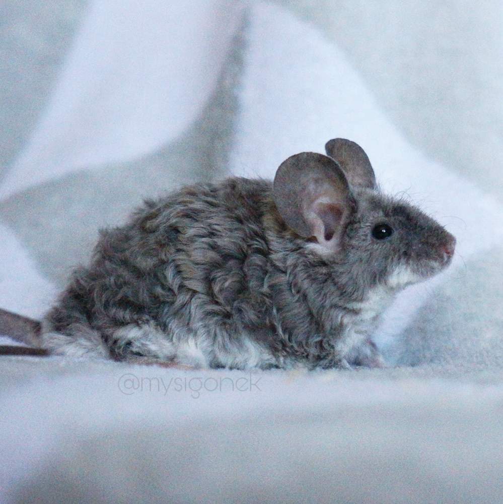 Fancy mouse Breeder Mus musculus 