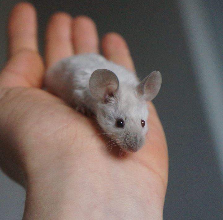 Fancy mouse Rehomed Mus musculus 