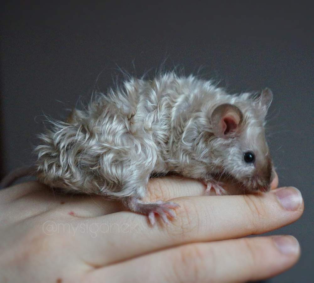 Fancy mouse Deceased Mus musculus 