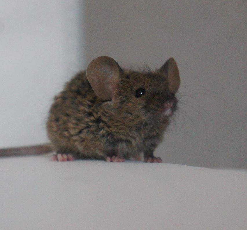 Fancy mouse Rehomed Mus musculus 