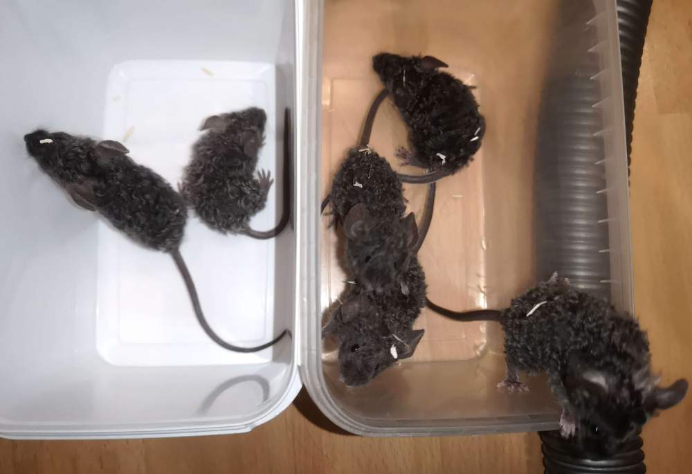 Fancy mouse Pet only Mus musculus 