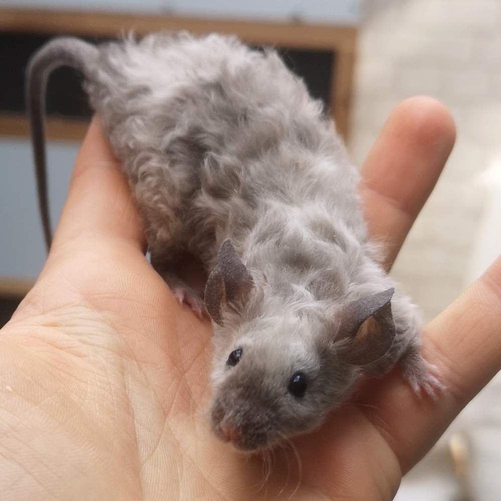 Fancy mouse Deceased Mus musculus 