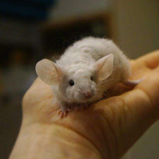 Fancy mouse Deceased Mus musculus 