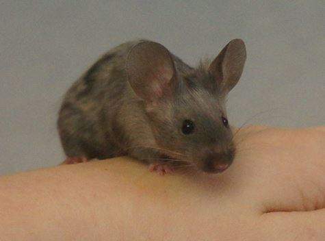 Fancy mouse Rehomed Mus musculus 